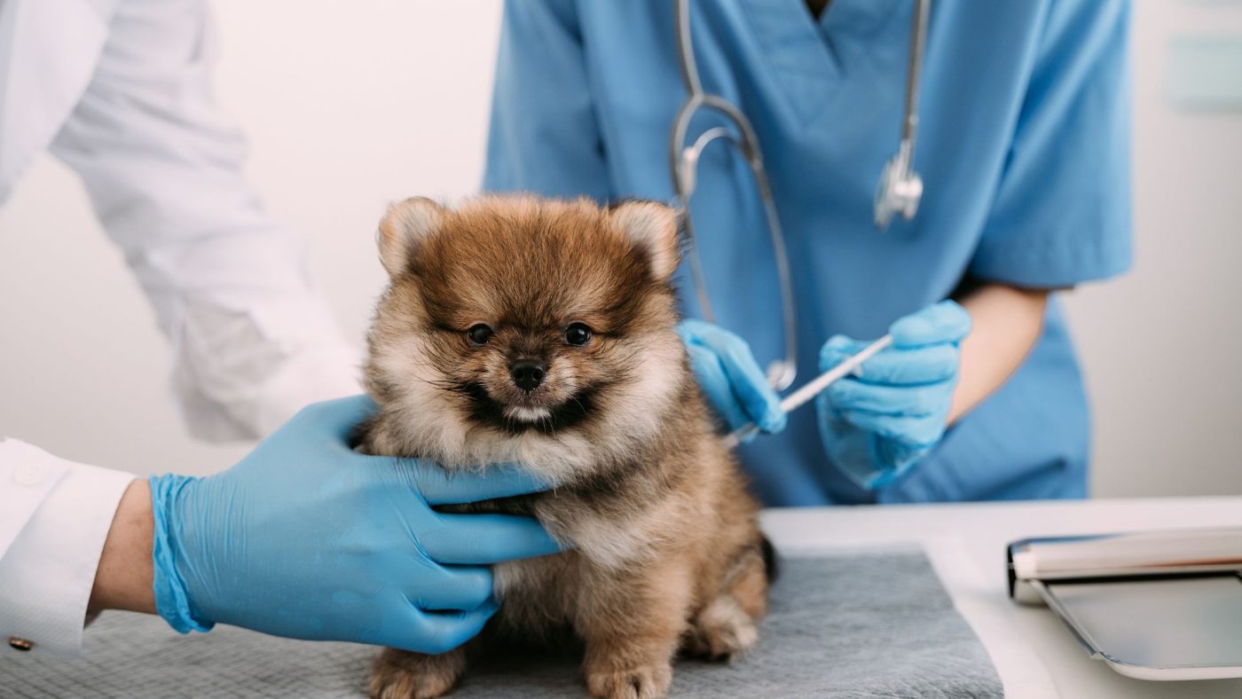 Ngành dược thú y học những gì?