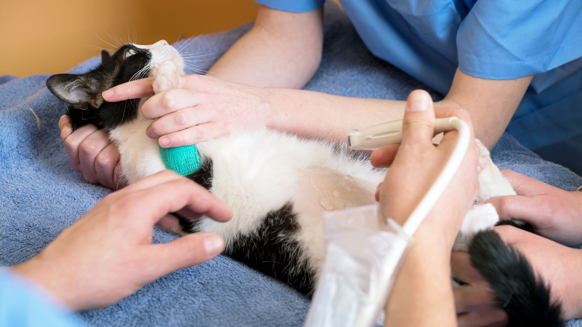 Ngành dược thú y